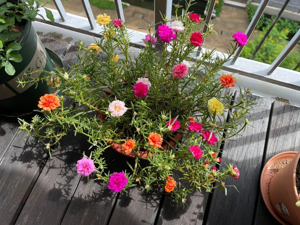 Lời khuyên đến những người đang trồng hoa mười giờ