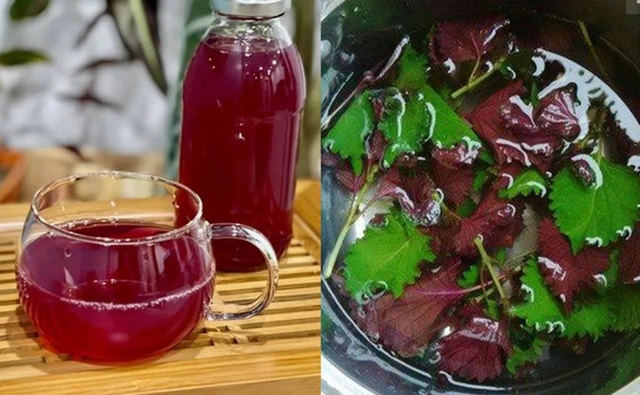 Lời khuyên đến những gia đình đang trồng cây tía tô