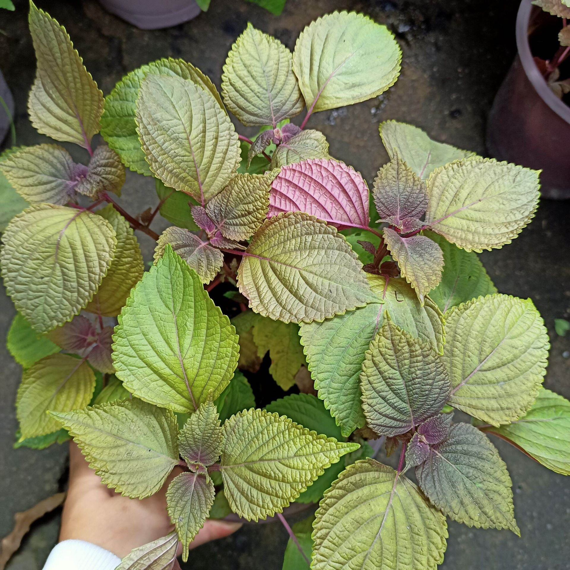 Lời khuyên đến những gia đình đang trồng cây tía tô