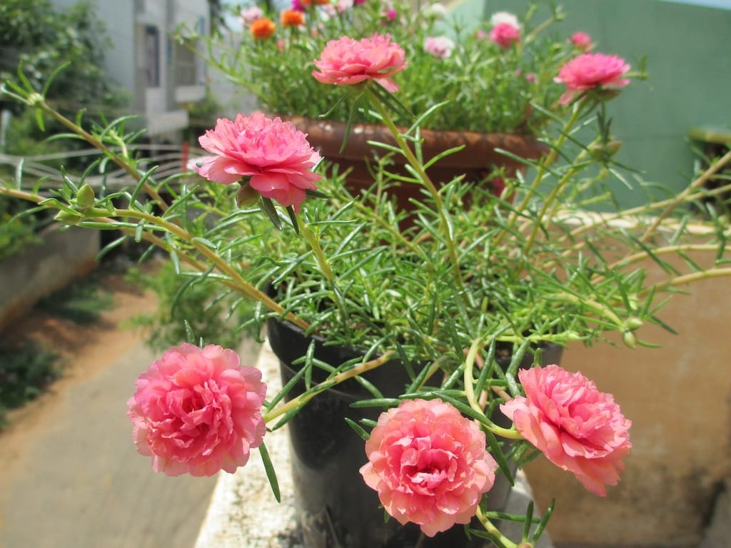 Lời khuyên đến những người đang trồng hoa mười giờ