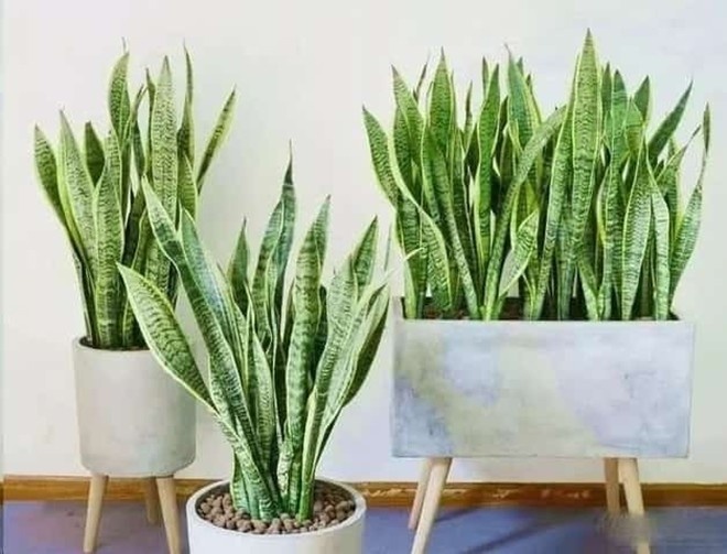 5 sai lầm khi trồng lưỡi hổ khiến cây mãi không “lên”