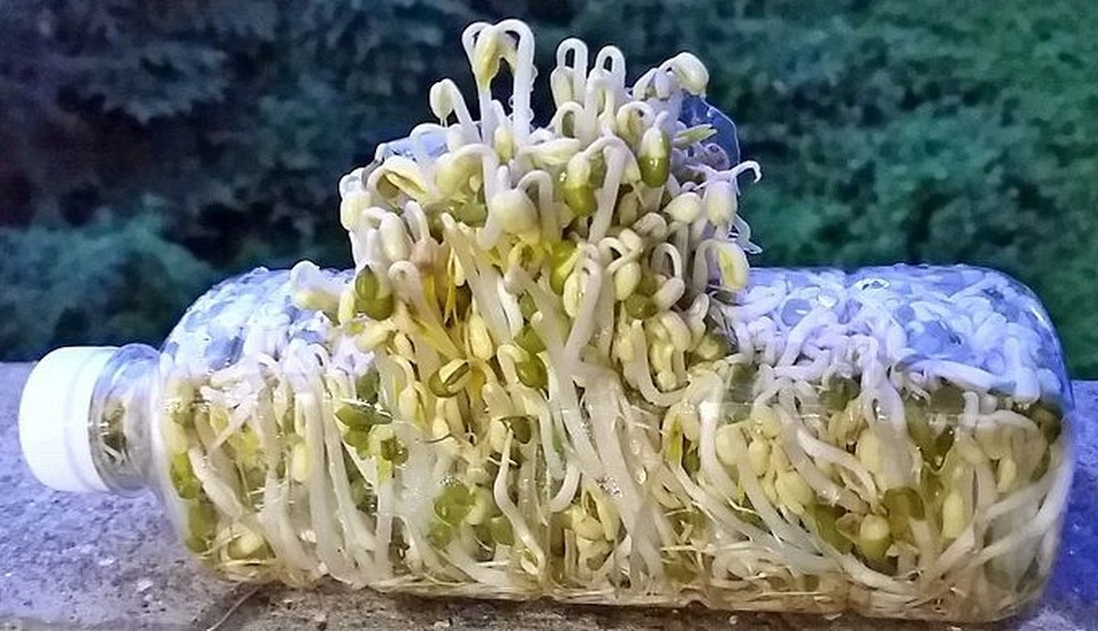 Lời khuyên đến những gia đình tự trồng giá đỗ