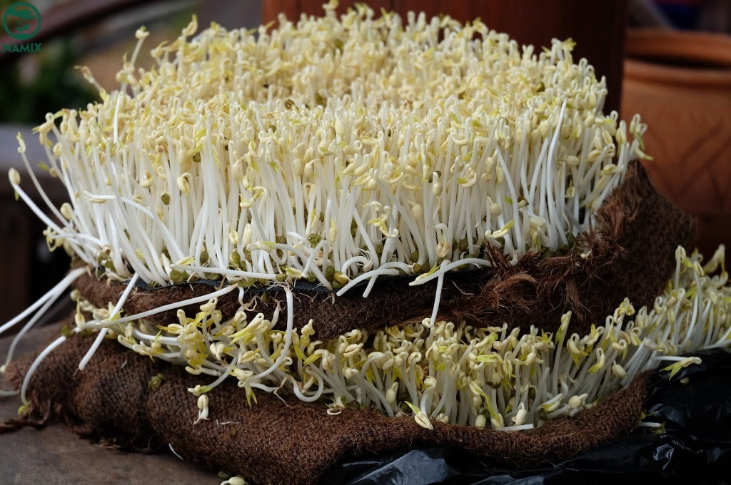 Lời khuyên đến những gia đình tự trồng giá đỗ