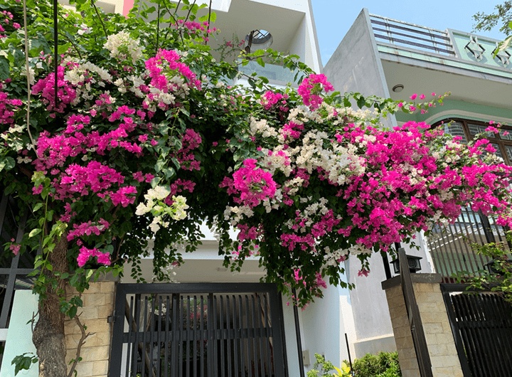 Lời khuyên chân thành đến những gia đình đang trồng cây hoa giấy