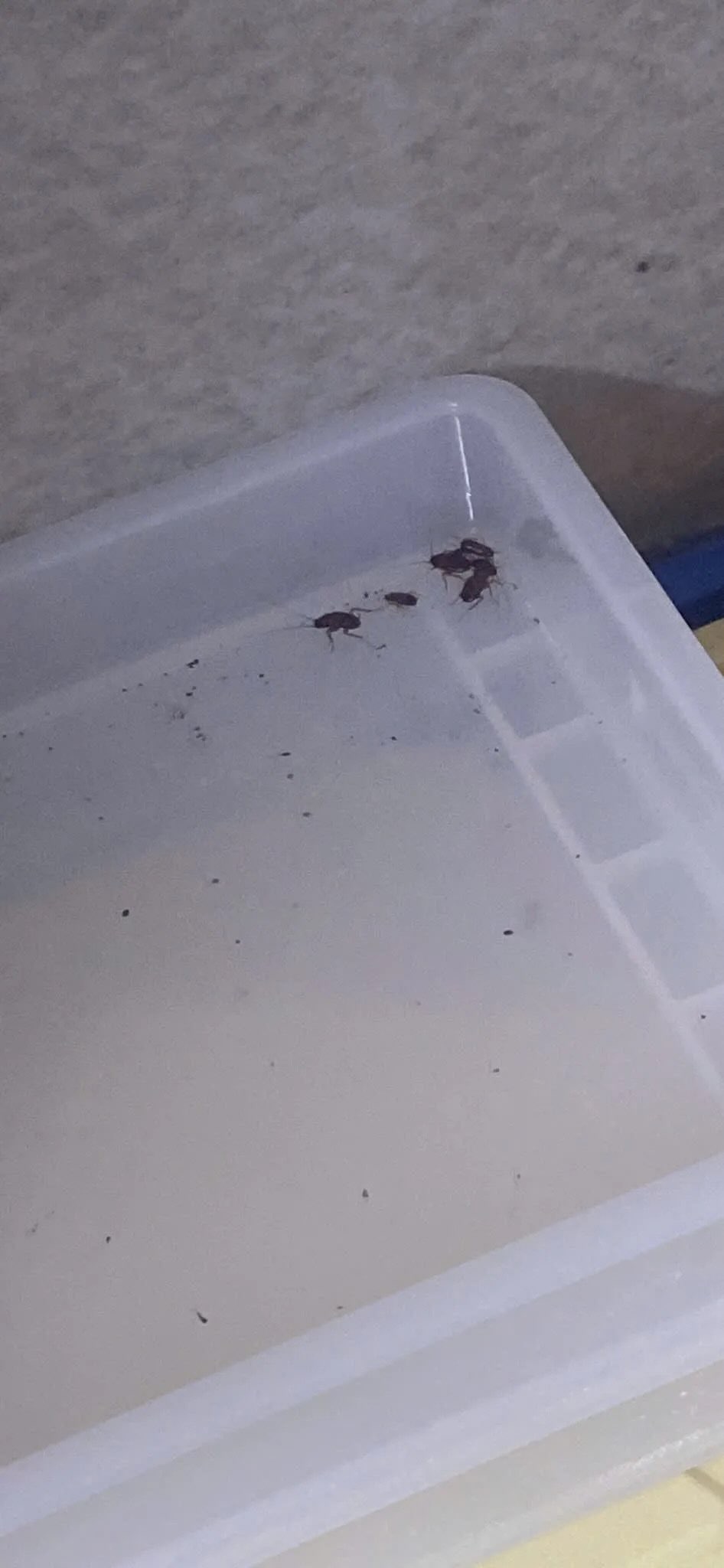 Xôn xao hình ảnh nghi vấn bếp bẩn tại tiệm bánh nổi tiếng Hà Nội, đại diện quán chính thức lên tiếng