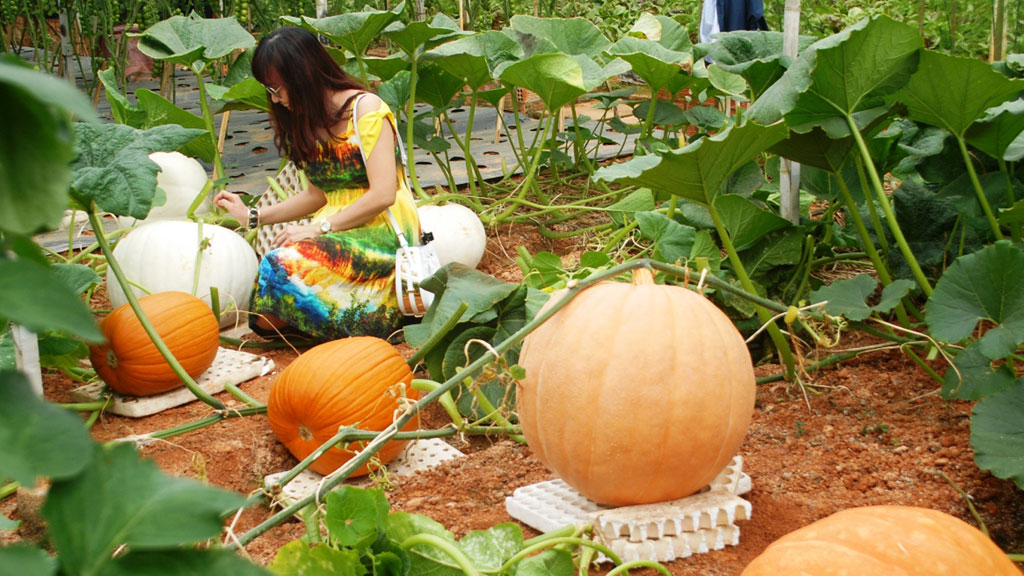 Lời khuyên đến những gia đình đang trồng cây bí đỏ