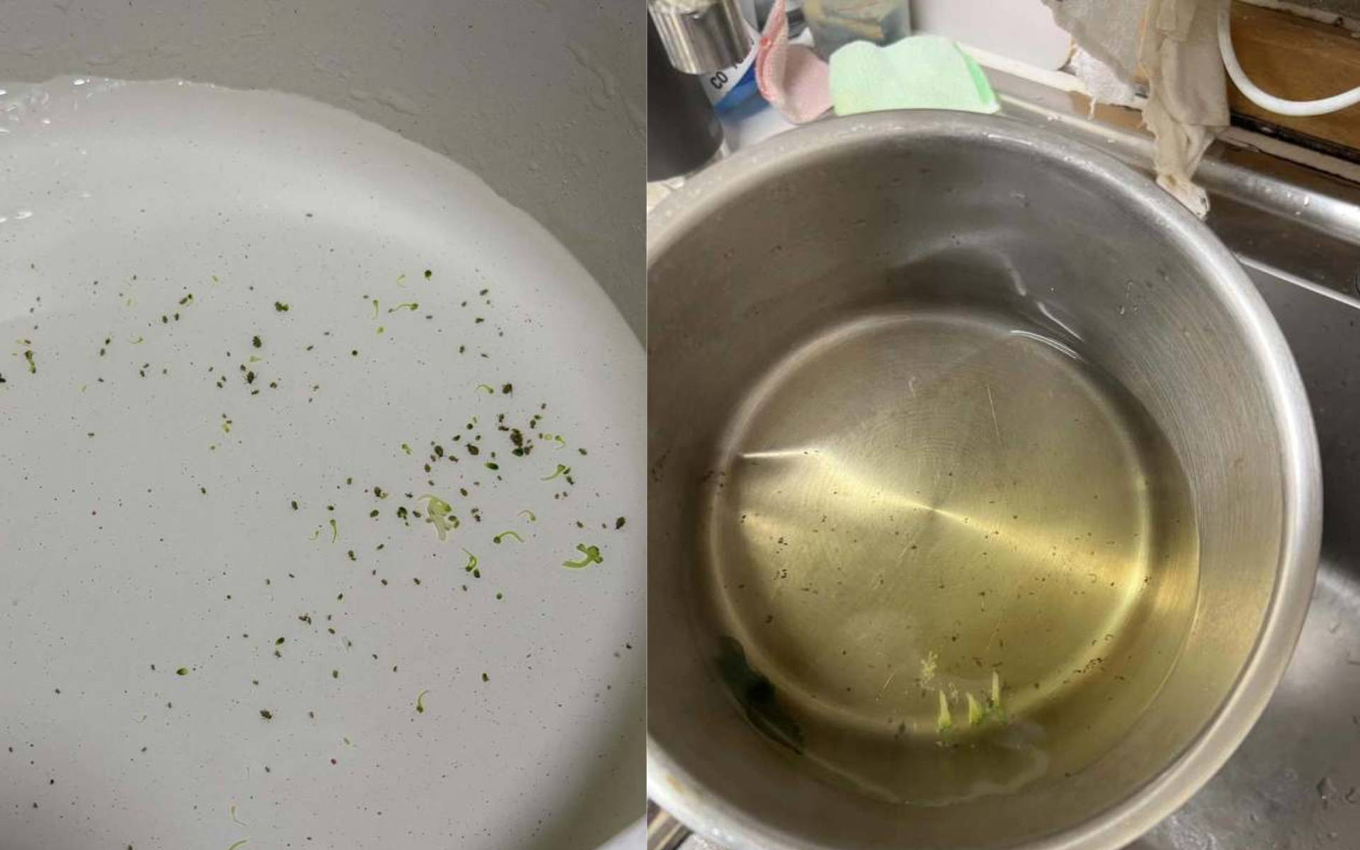 Ngâm bông cải xanh 3 lần nước muối vẫn đầy 