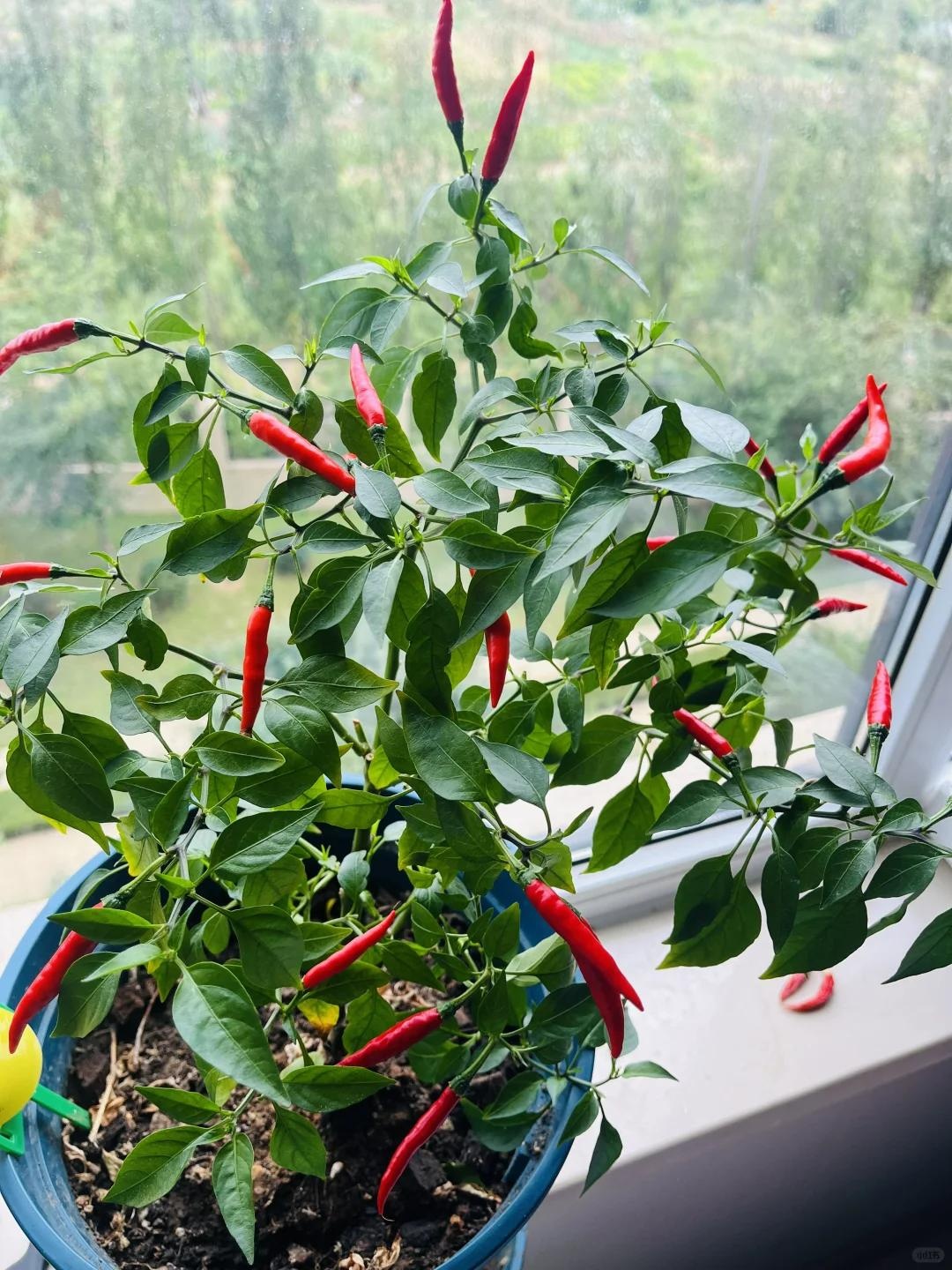 Lời khuyên chân thành dành cho những người đang trồng cây ớt