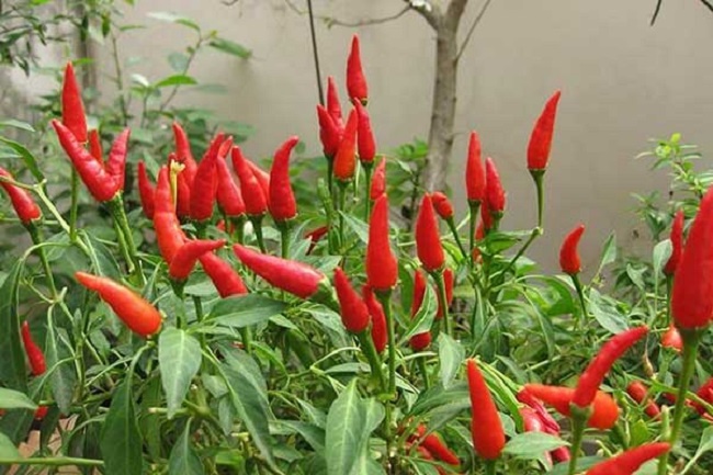Lời khuyên chân thành dành cho những người đang trồng cây ớt