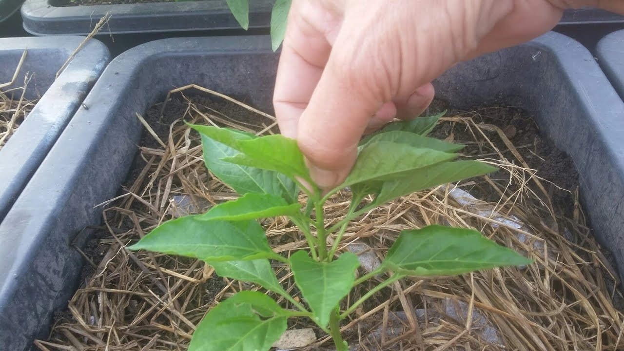 Lời khuyên chân thành dành cho những người đang trồng cây ớt