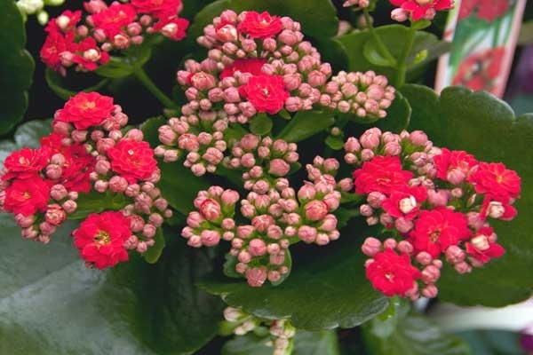Lời khuyên chân thành đến những gia đình đang trồng cây sống đời