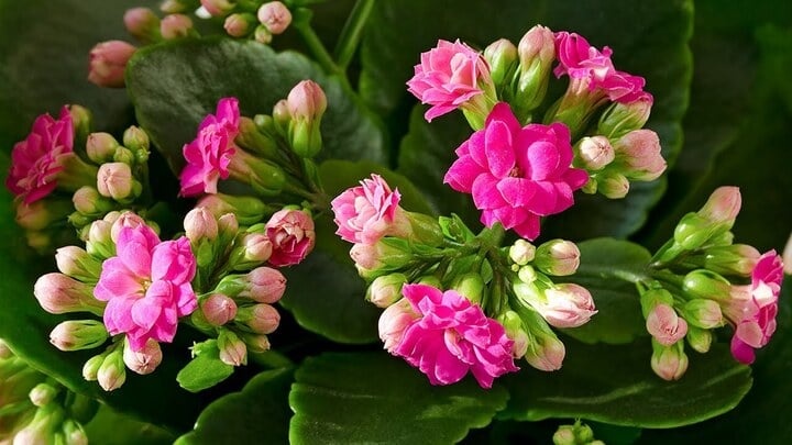 Lời khuyên chân thành đến những gia đình đang trồng cây sống đời