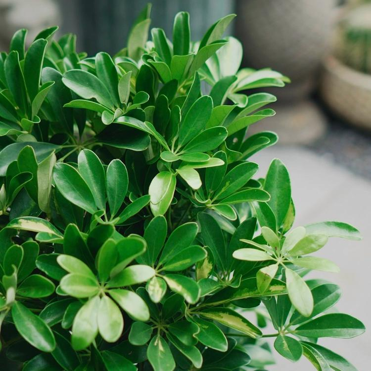 Lời khuyên dành cho những gia đình đang trồng cây ngũ gia bì
