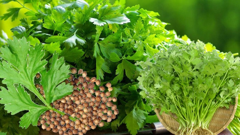 Lời khuyên đến những gia đình đang trồng rau mùi (ngò rí)