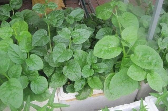 Lời khuyên đến những gia đình đang trồng rau mồng tơi