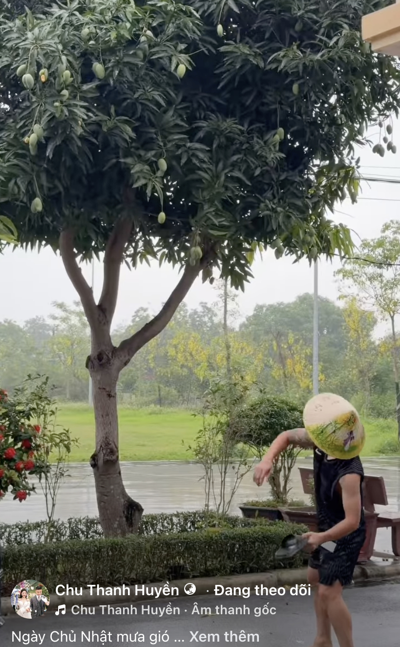 Quang Hải hái xoài (Ảnh: FBNV)