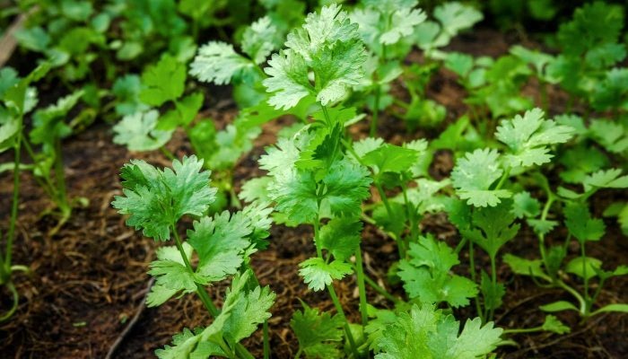 Lời khuyên đến những gia đình đang trồng rau mùi (ngò rí)