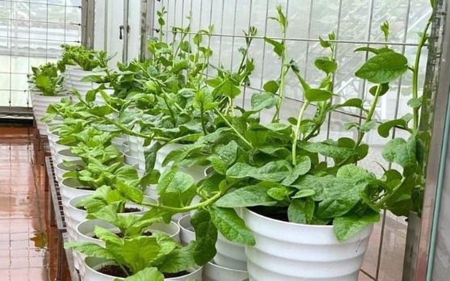 Lời khuyên đến những gia đình đang trồng rau mồng tơi