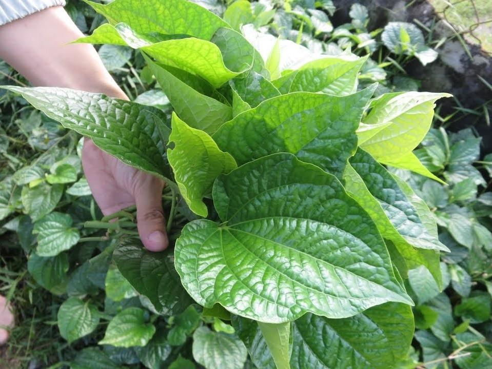 Lời khuyên đến những gia đình đang trồng cây lá lốt