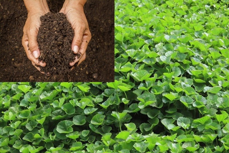Lời khuyên dành cho những gia đình đang trồng rau má