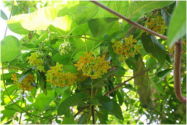 Lời khuyên dành cho những gia đình đang trồng cây thiên lý
