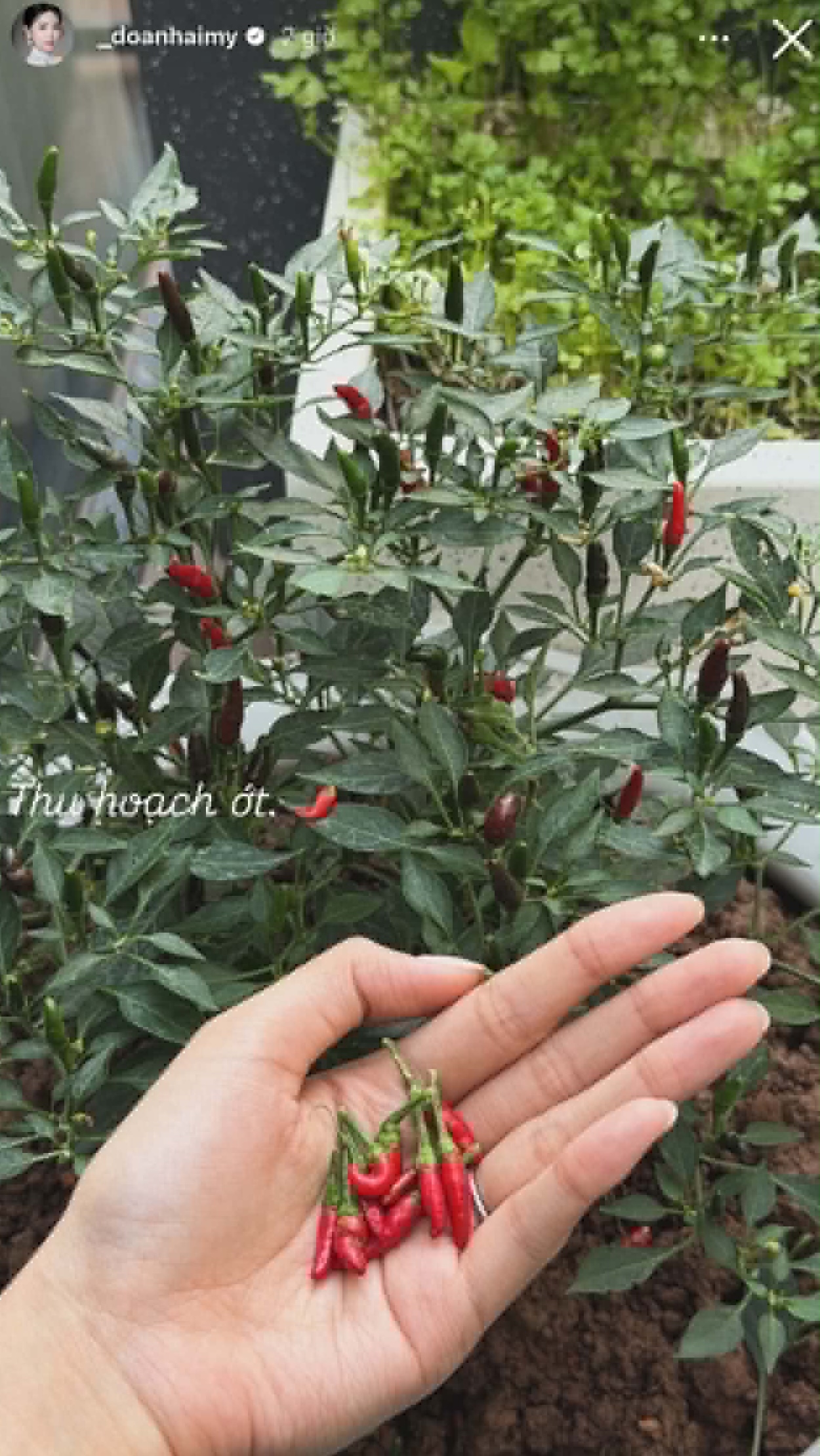 Khi thì khoe ảnh hái ớt...