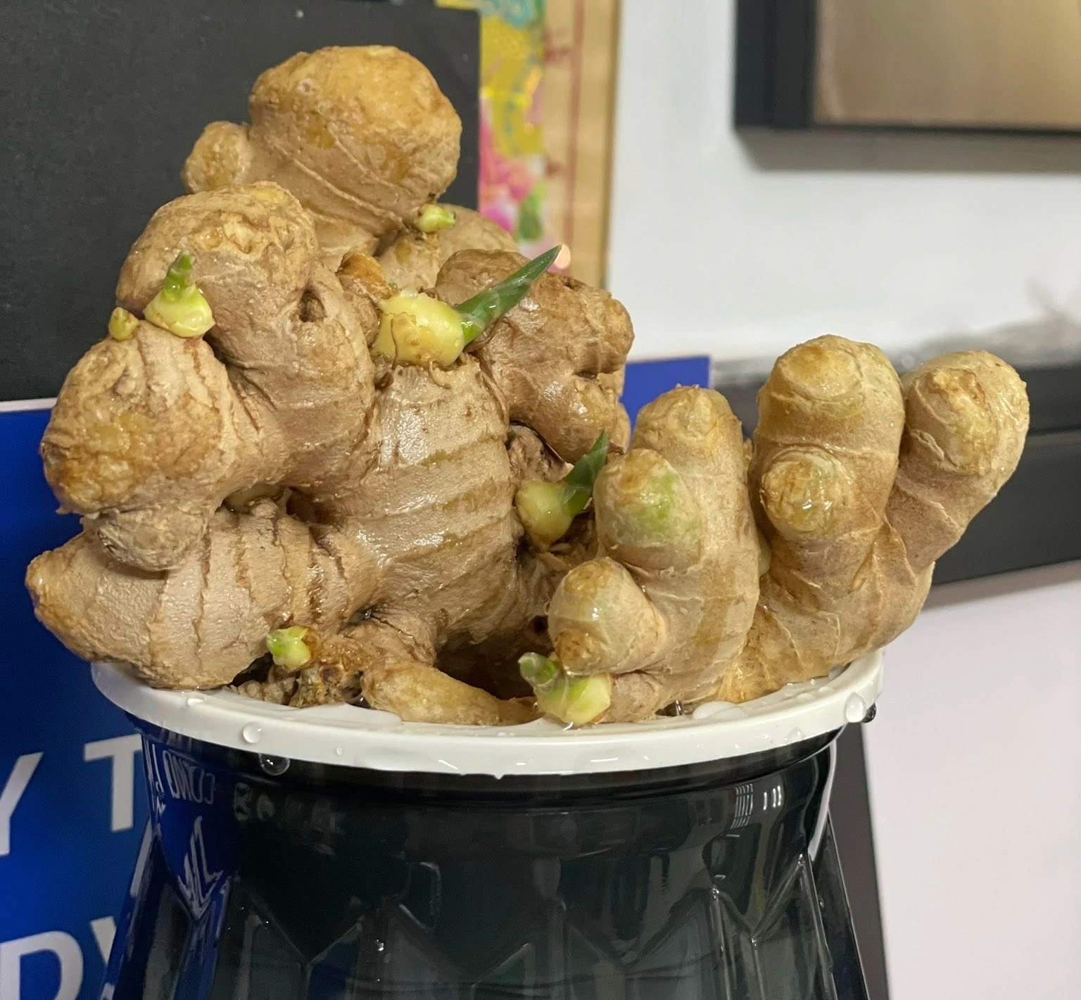 Lợi ích của trồng gừng