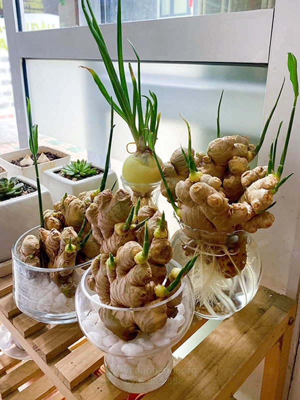 Lợi ích của trồng gừng
