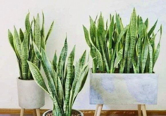 5 lý do nên trồng lưỡi hổ trong nhà