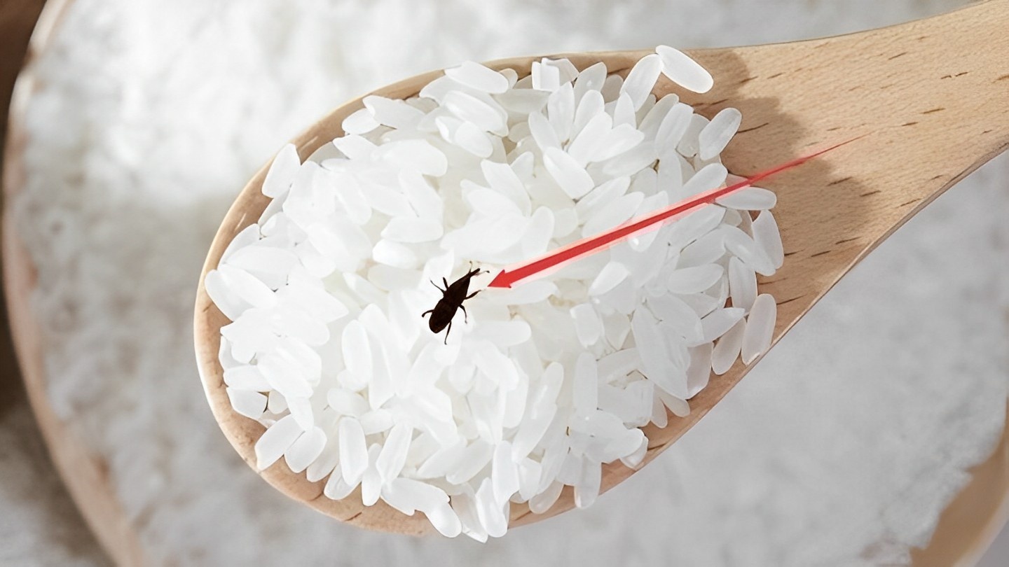 Lời khuyên khi bảo quản gạo
