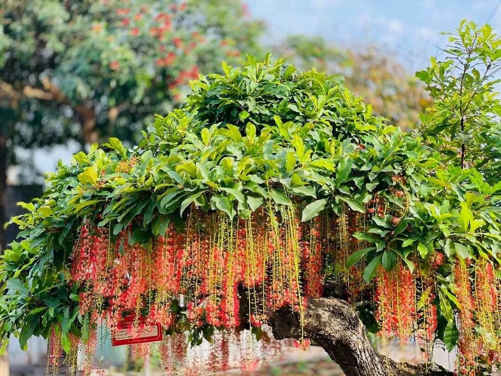 Hiện tượng lộc vừng nở hoa