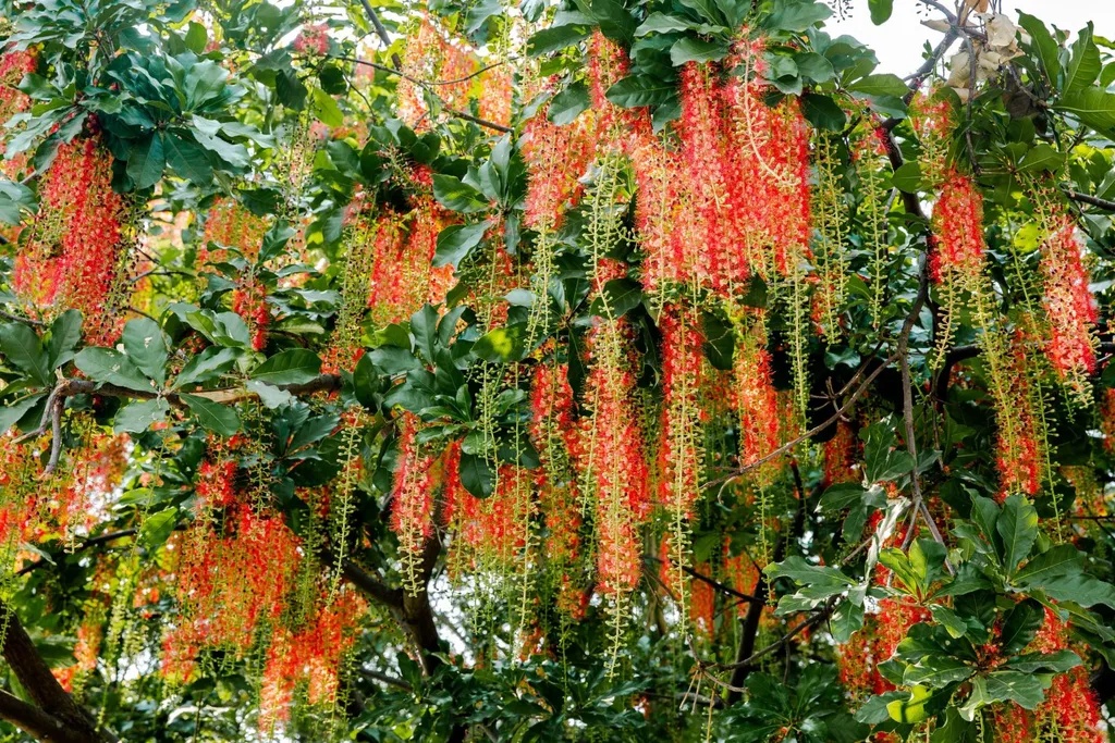 Hiện tượng lộc vừng nở hoa