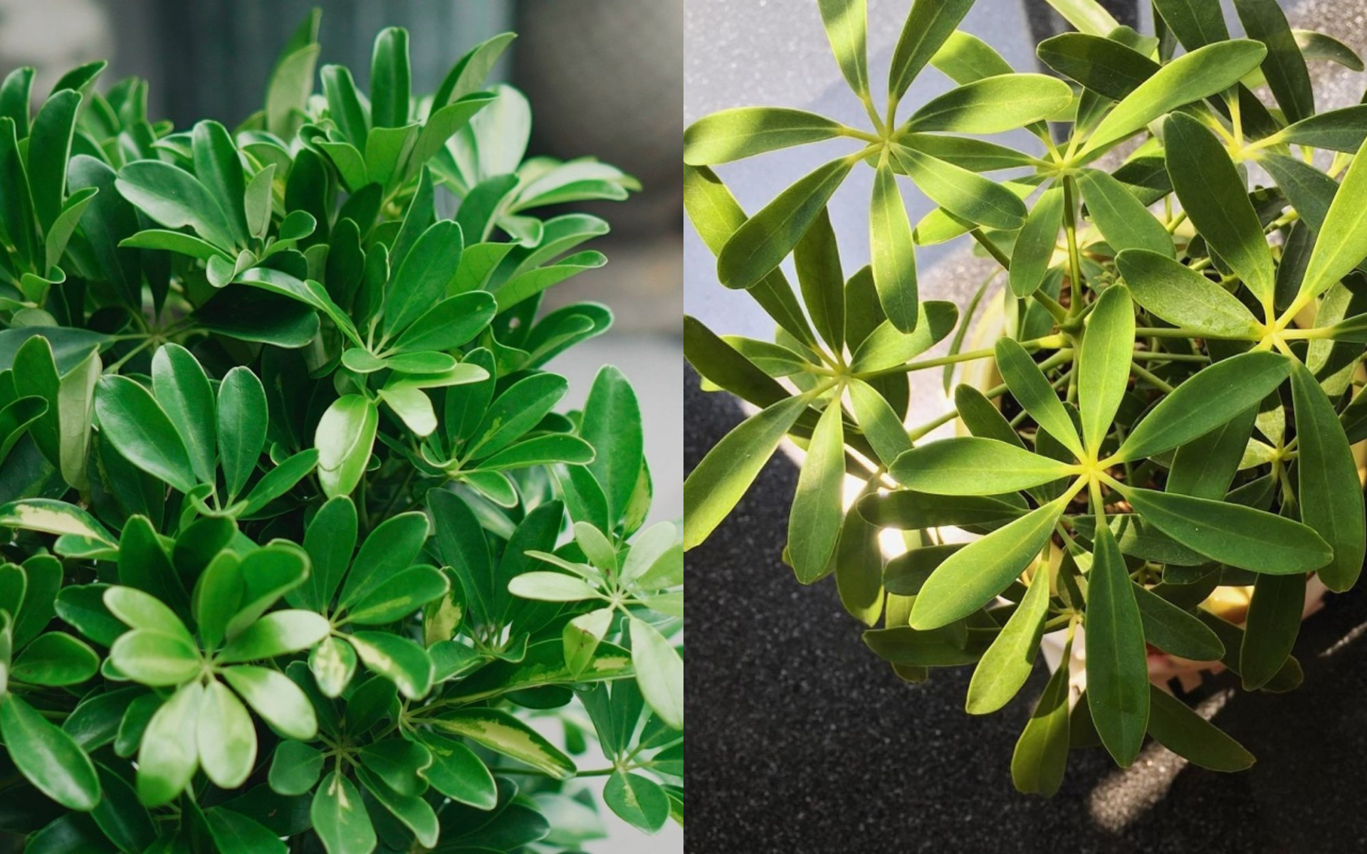 Cây ngũ gia bì hợp với tuổi nào, mệnh nào?
