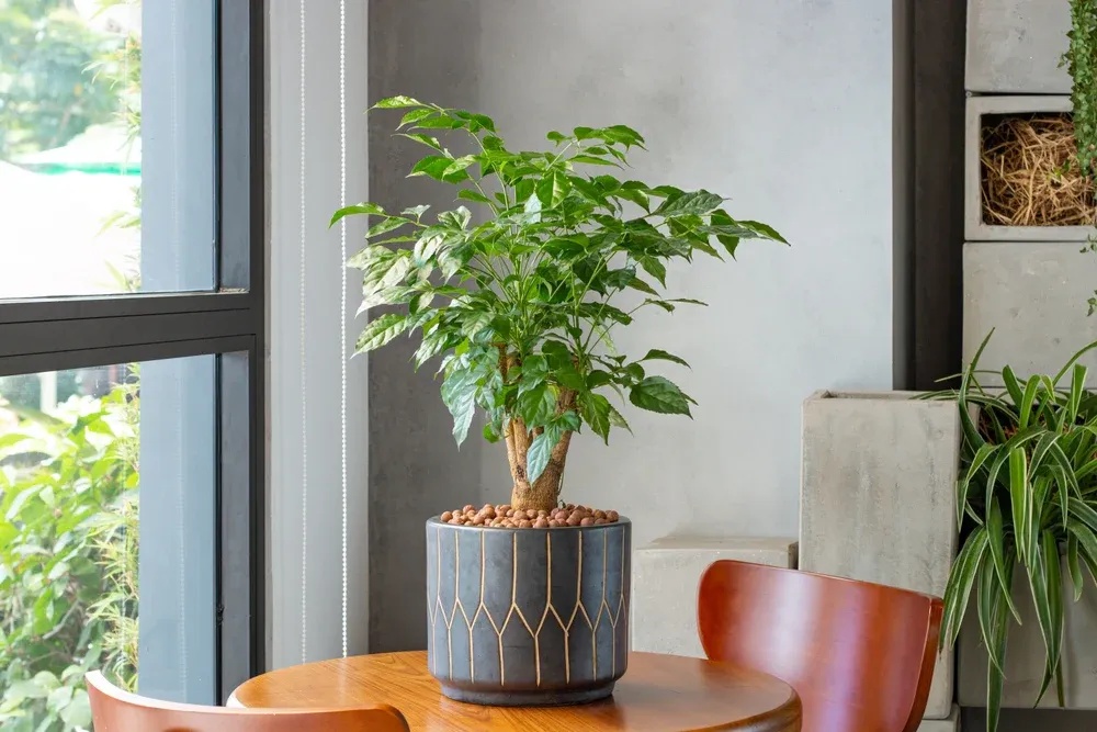 4 lời khuyên dành cho các gia đình đang trồng cây hạnh phúc