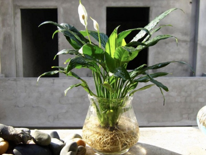Lời khuyên đến những gia đình đang trồng cây lan ý