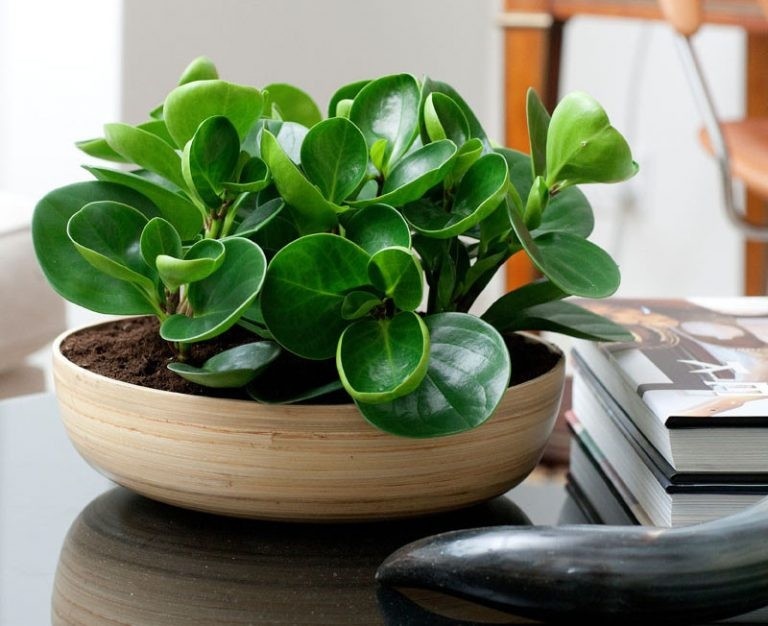 4 lời khuyên dành cho các gia đình đang trồng cây trường sinh