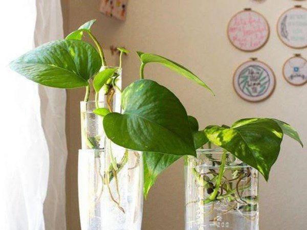 6 lời khuyên dành cho các gia đình đang trồng cây trầu bà