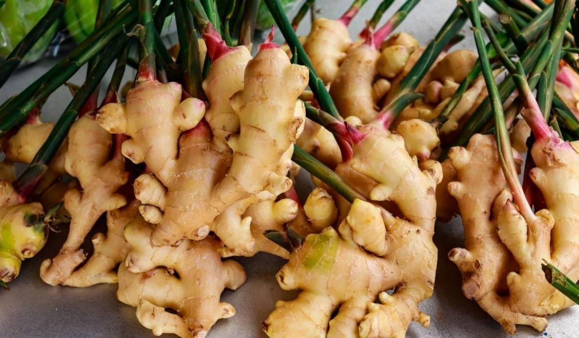 7 lợi ích của cây gừng