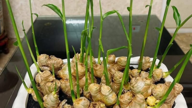7 lợi ích của cây gừng