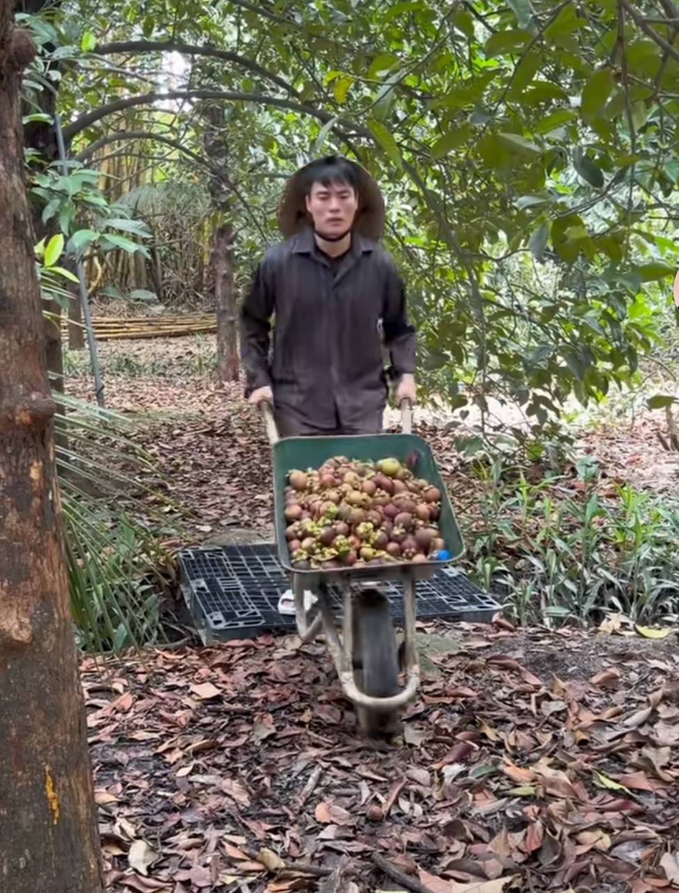 Mùa nào thức nấy, Võ Tấn Phát thu hoạch hết sầu riêng đến măng cụt...