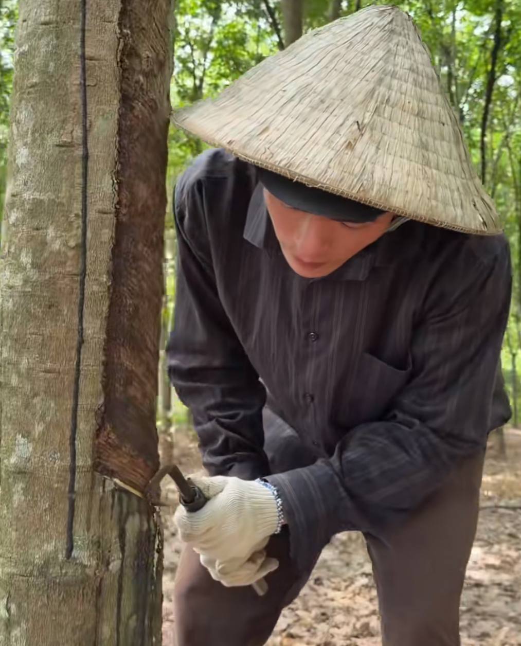 Khi thì thấy nam diễn viên đã xuất hiện trong rừng cao su để cạo mủ