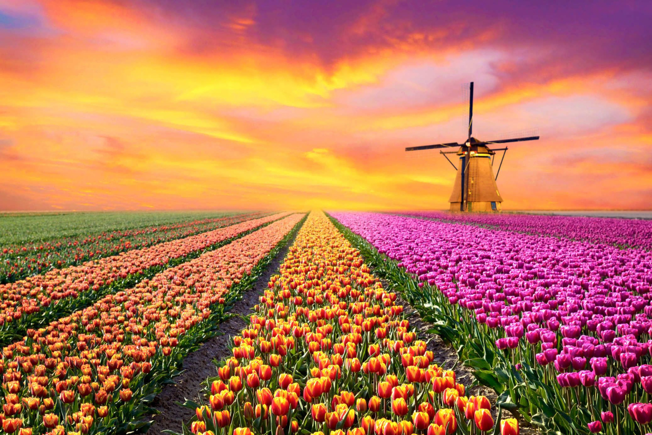 Những cánh đồng hoa tulip trải tận chân trời hay cối xay gió chính là biểu tượng của du lịch Hà Lan