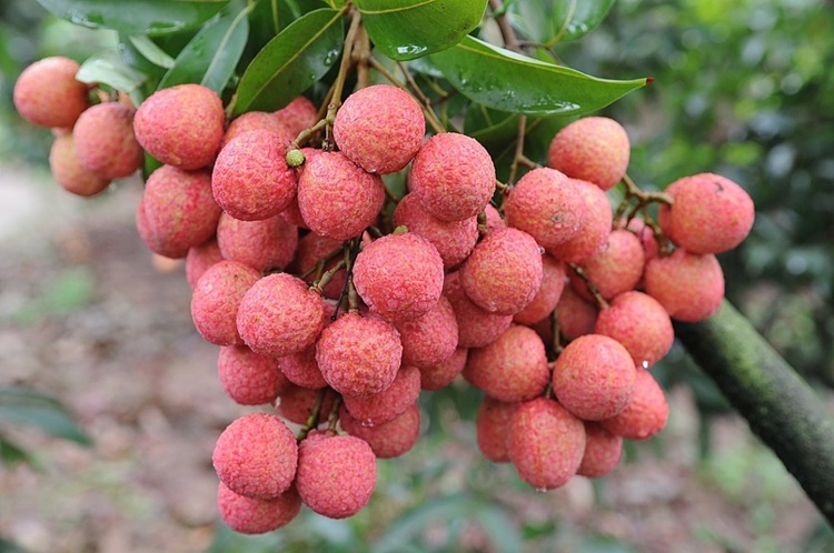 Vì sao tuyệt đối không nên ăn quả vải khi đói bụng?