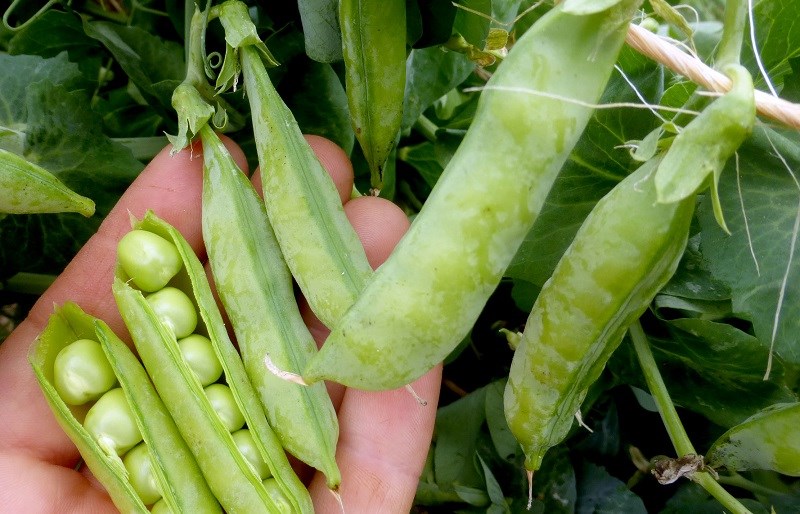 Đậu Hà Lan rất giàu protein thực vật (Ảnh minh họa)