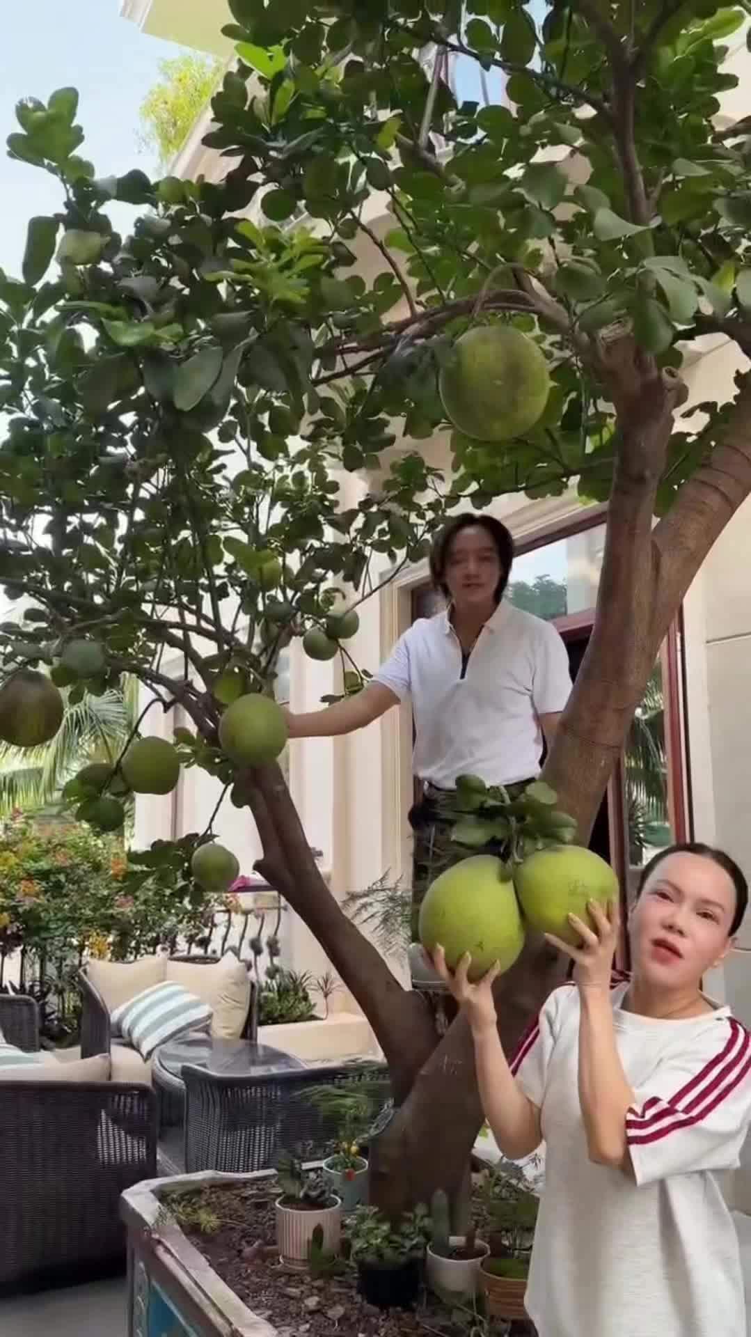 Cả hai còn có khu vườn ngập tràn cây trái ngay trong khuôn viên biệt thự