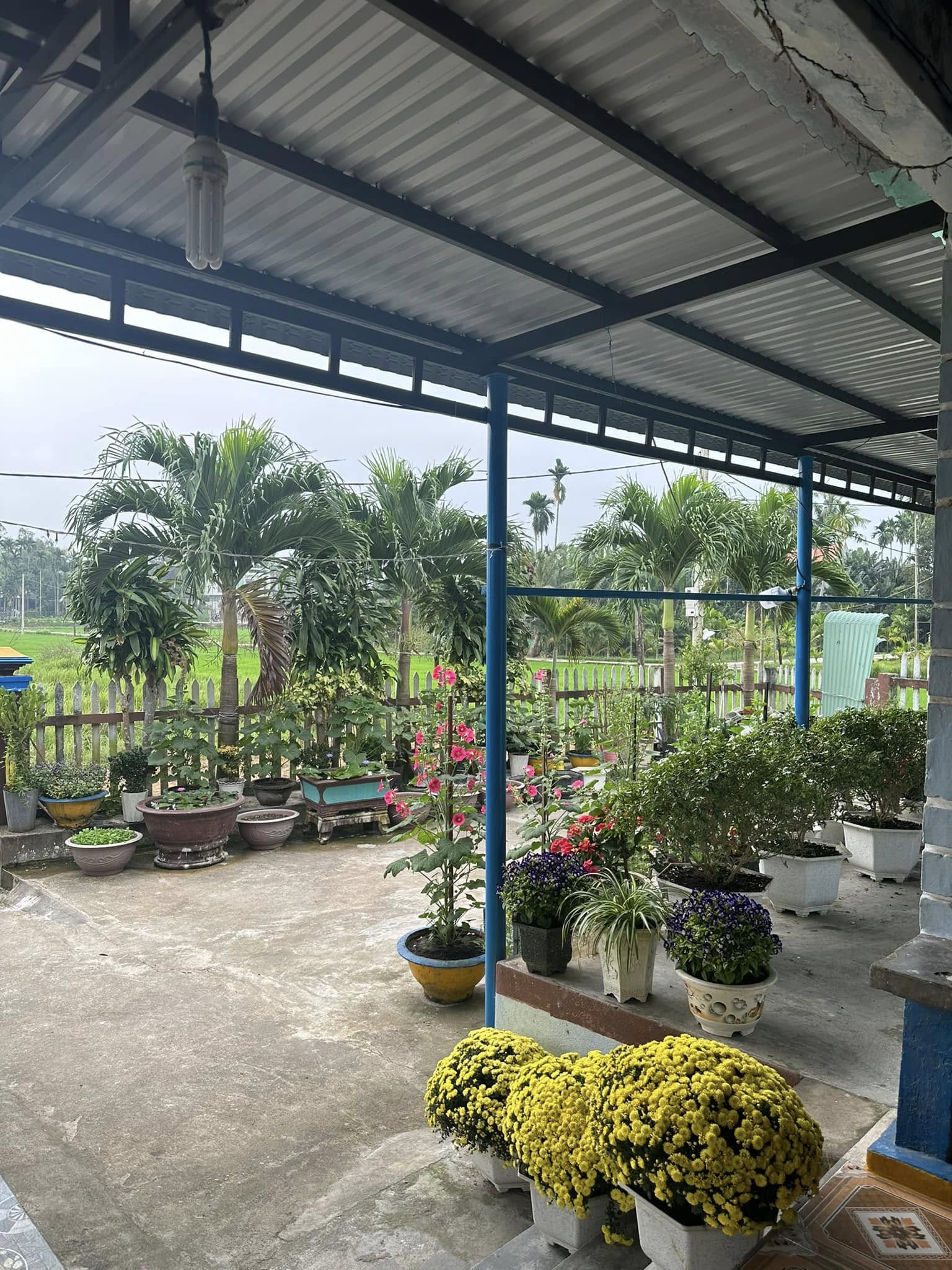 Căn nhà có khoảng sân rộng, nhiều cây xanh bao quanh