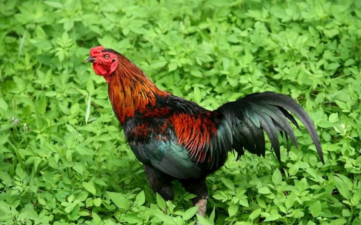 Vì sao gà đồi, heo rừng luôn đắt hơn thịt thường?
