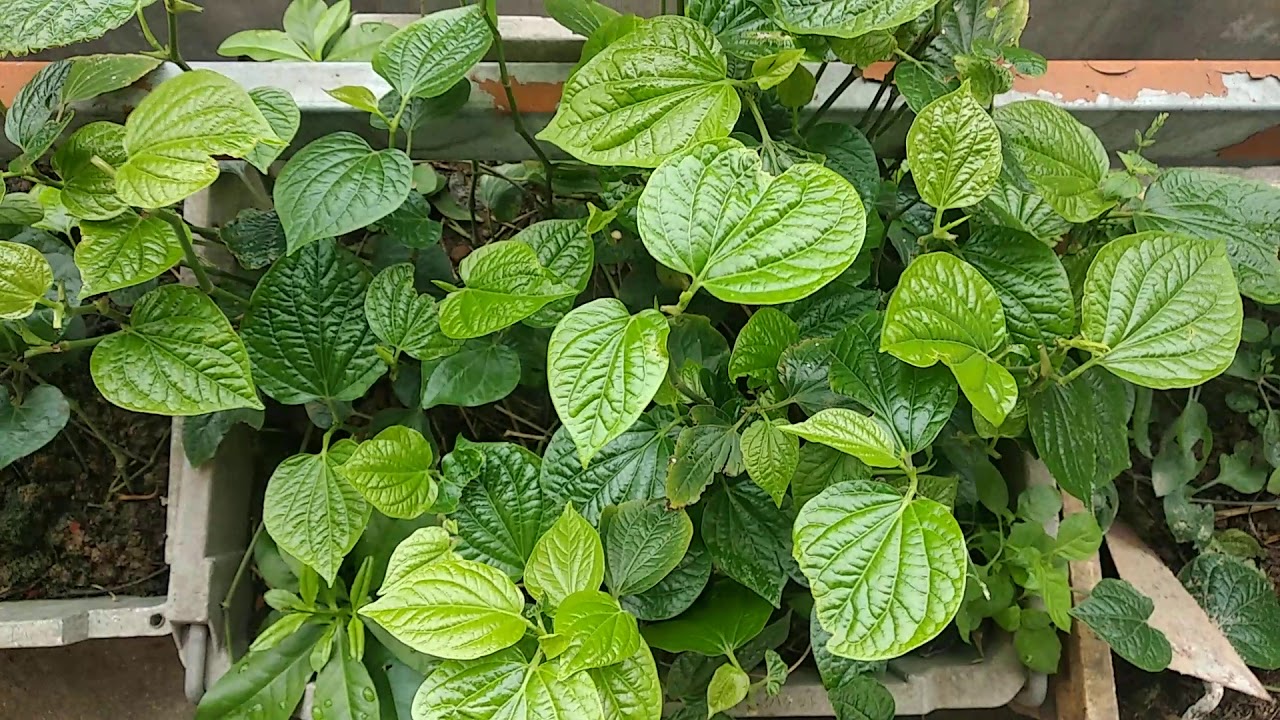 Lá lốt dễ trồng, cực quen thuộc với người Việt (Ảnh minh họa)