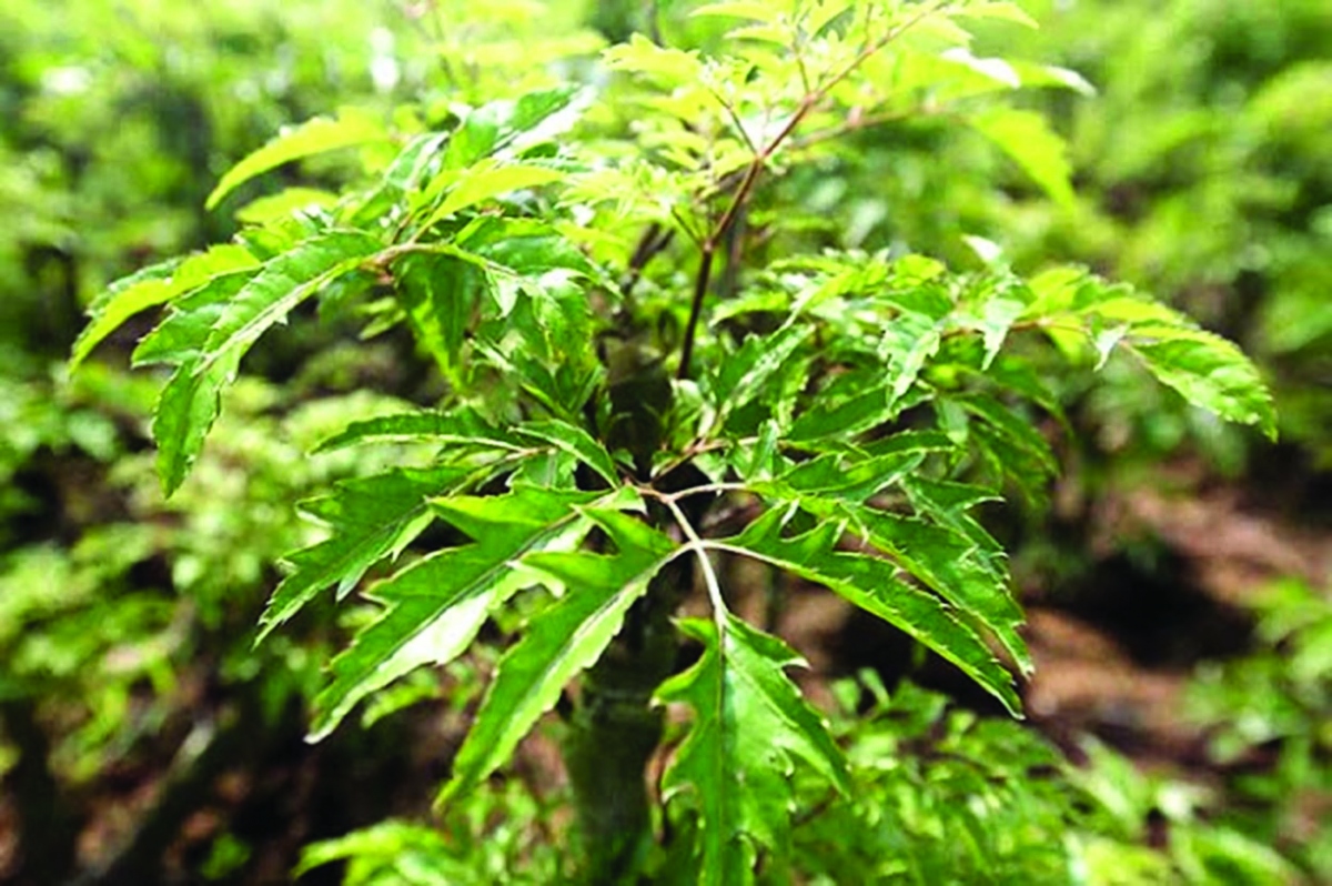 Tin vui cho những người thích dùng lá đinh lăng!