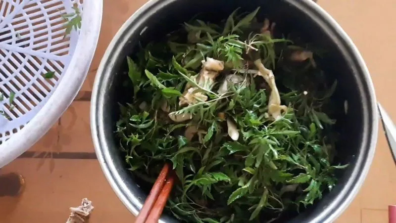 Tin vui cho những người thích dùng lá đinh lăng!